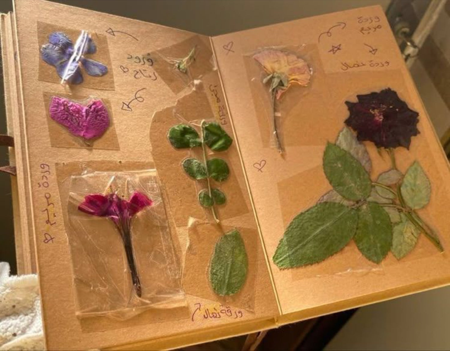 Pressed flowers in a Momento